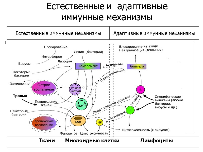 Естественные и  адаптивные иммунные механизмы